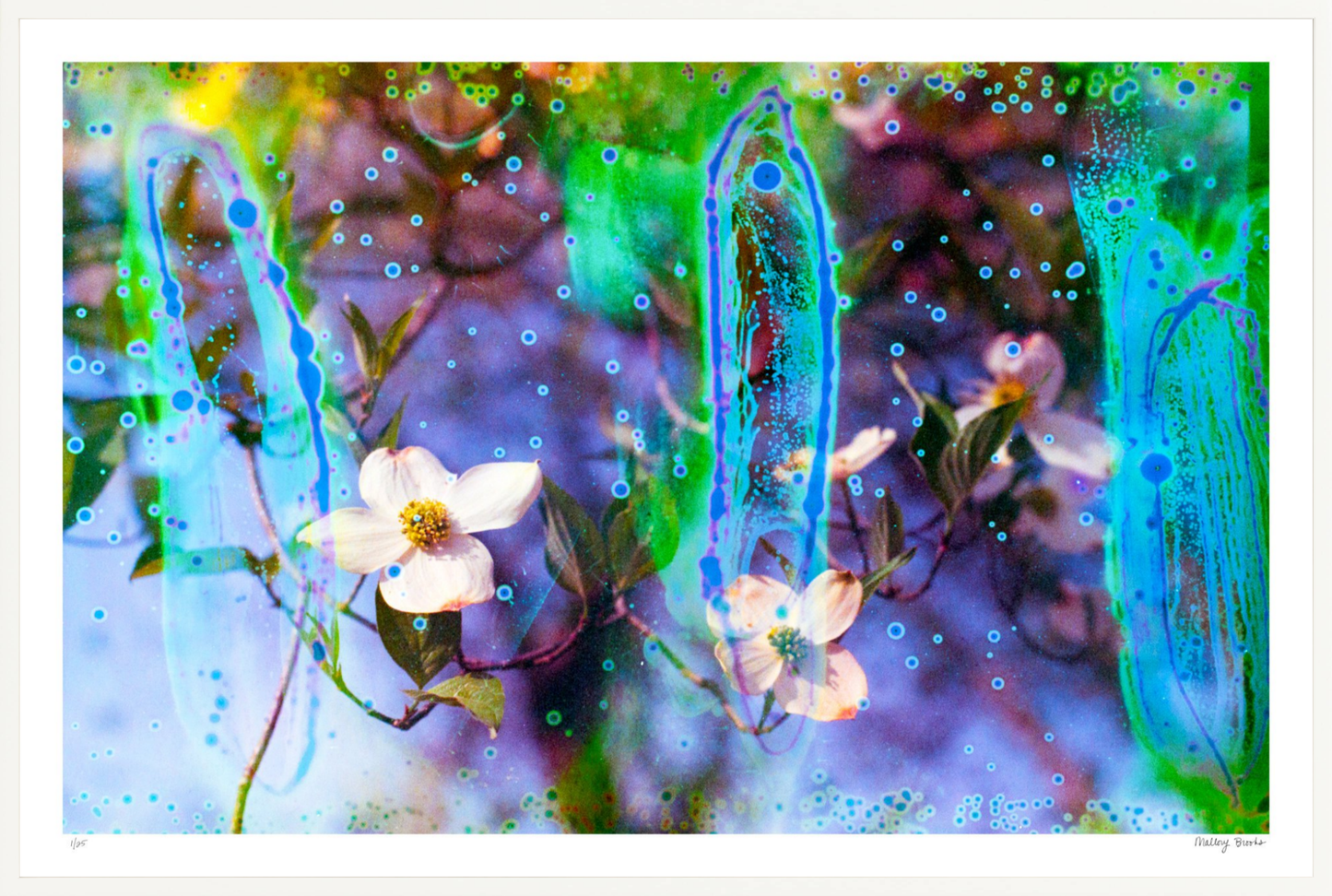 Electric Dogwoods No. 9