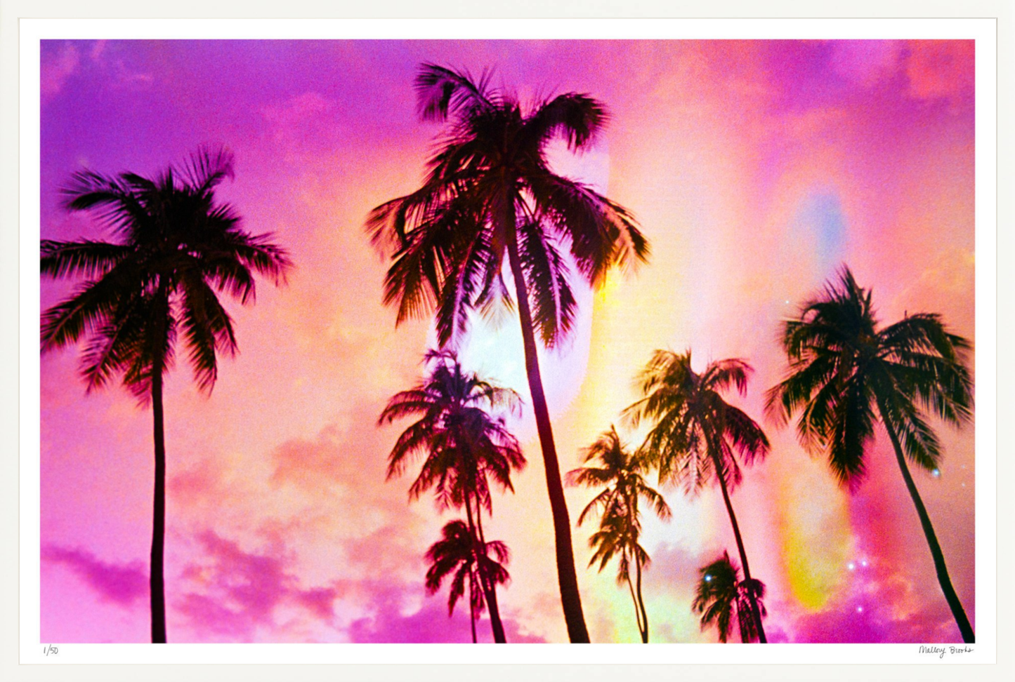Pink Palm Dreams