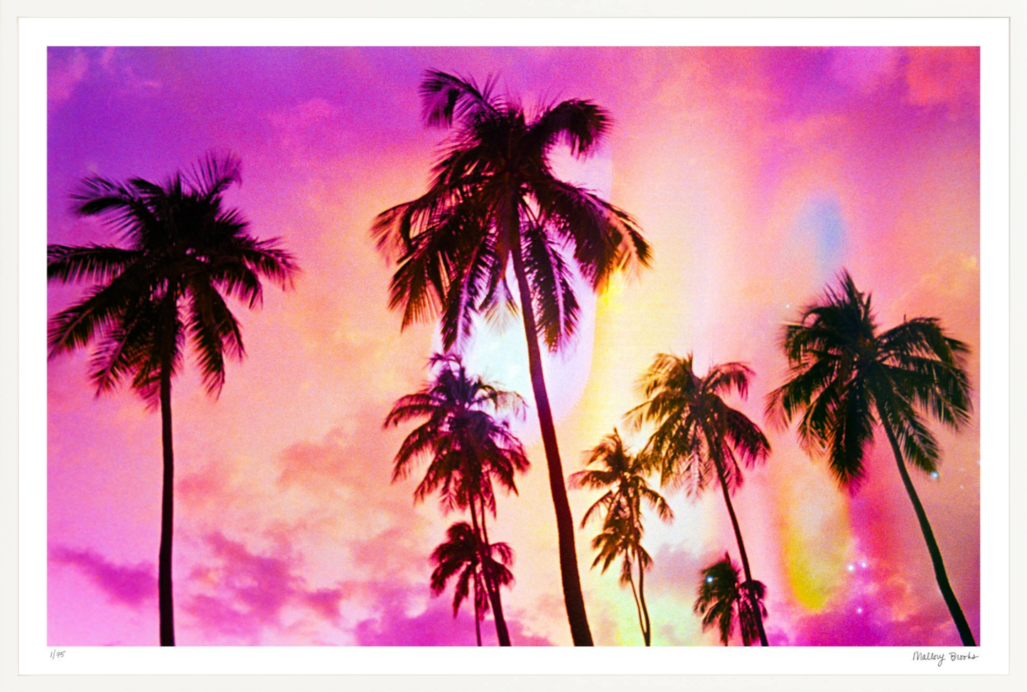 Pink Palm Dreams