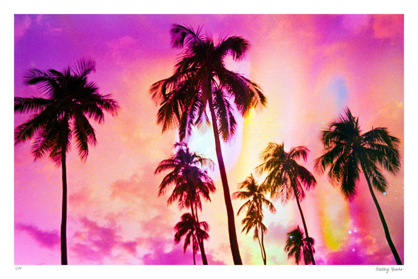 Pink Palm Dreams