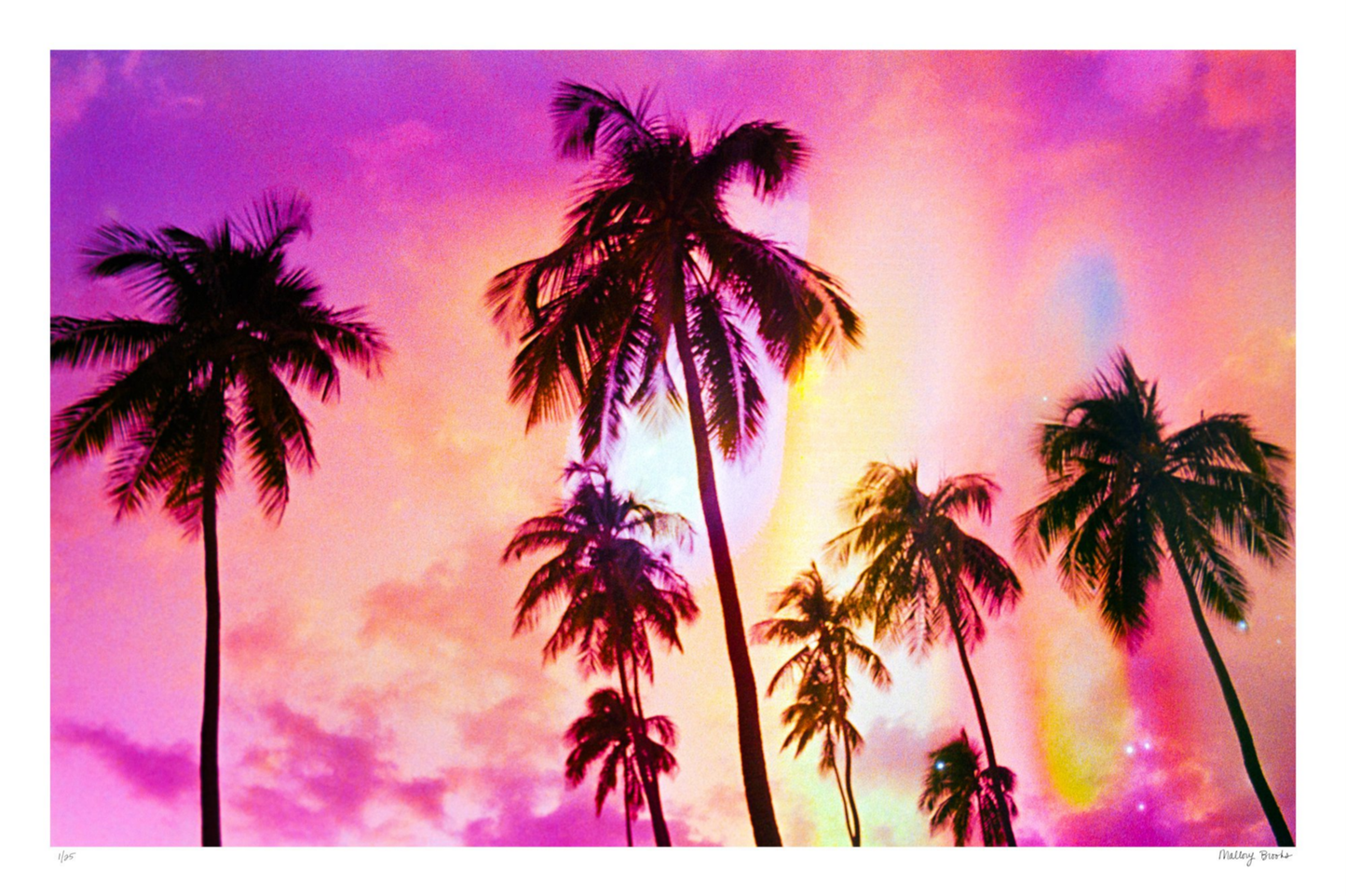 Pink Palm Dreams