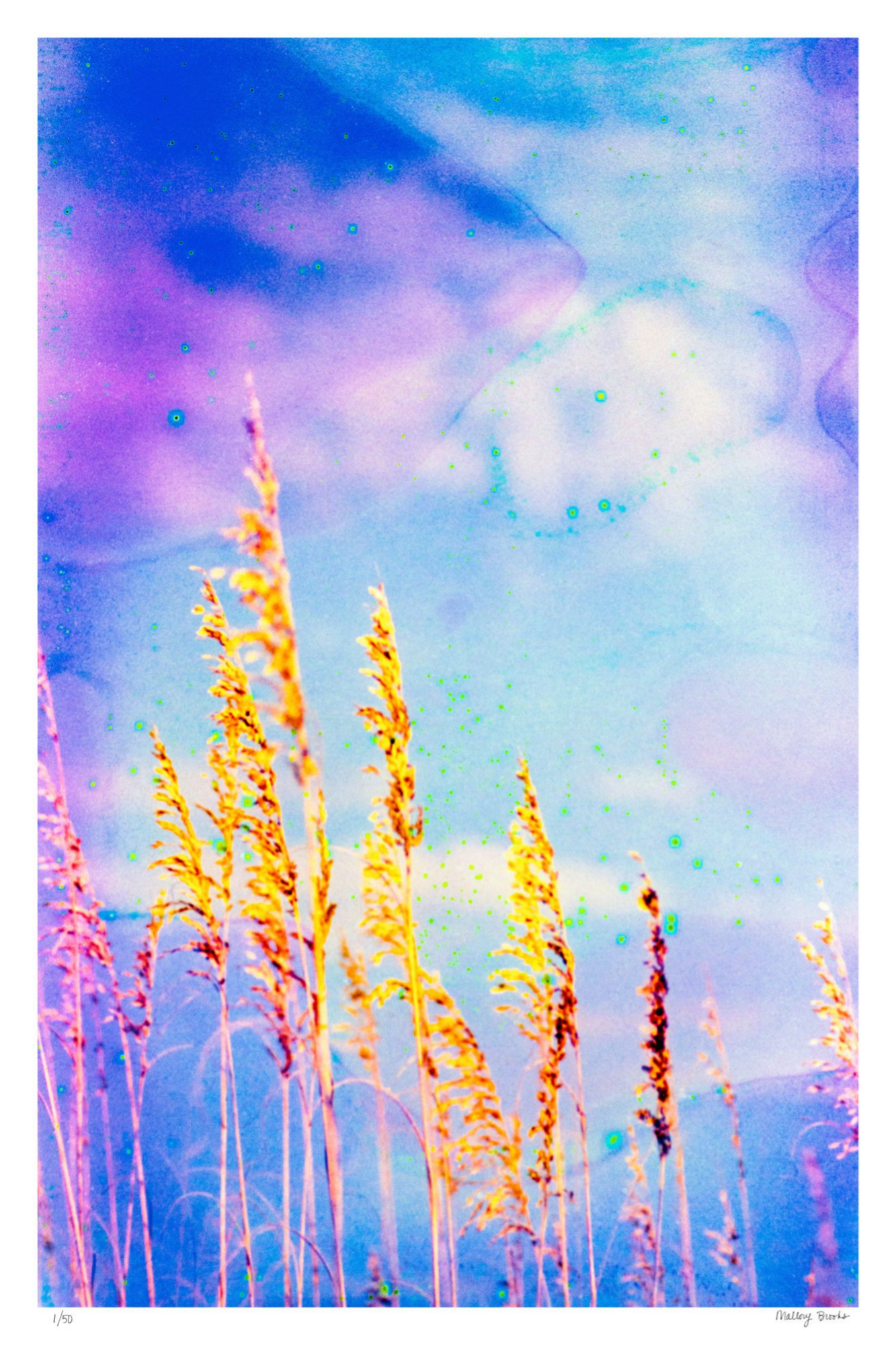 Sea Oat Blues