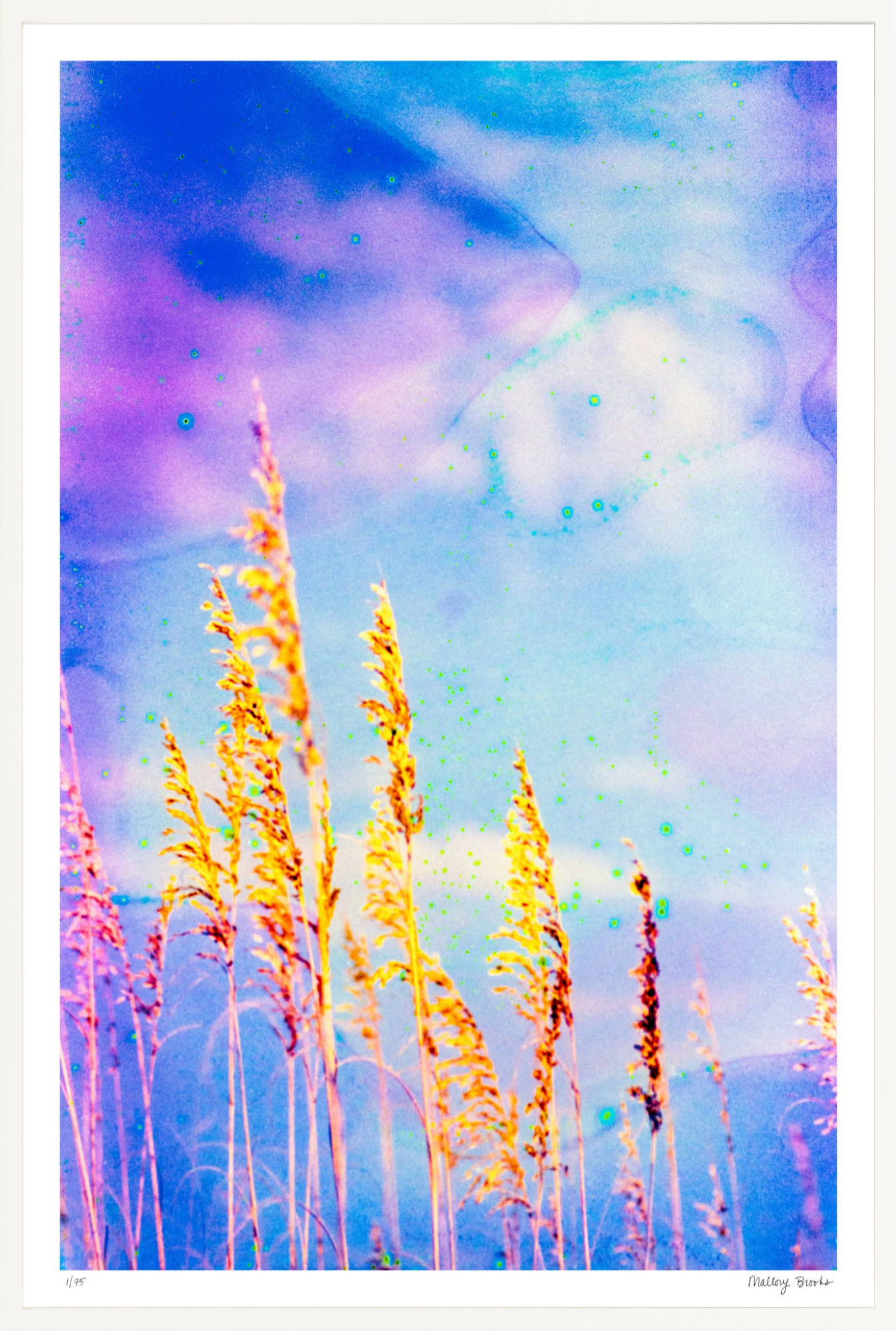 Sea Oat Blues