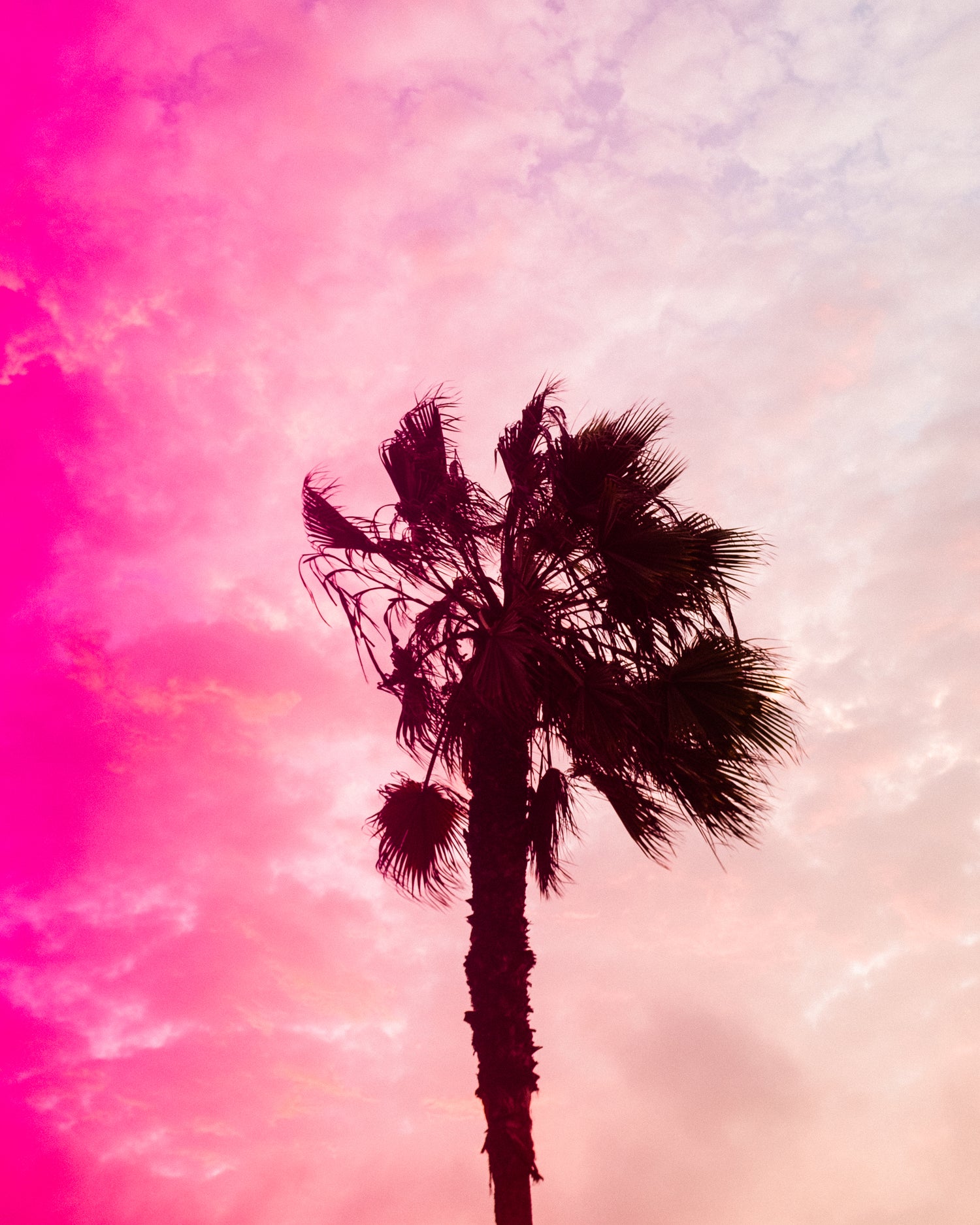 Silhouette of a palm tree against a pink and purple sky