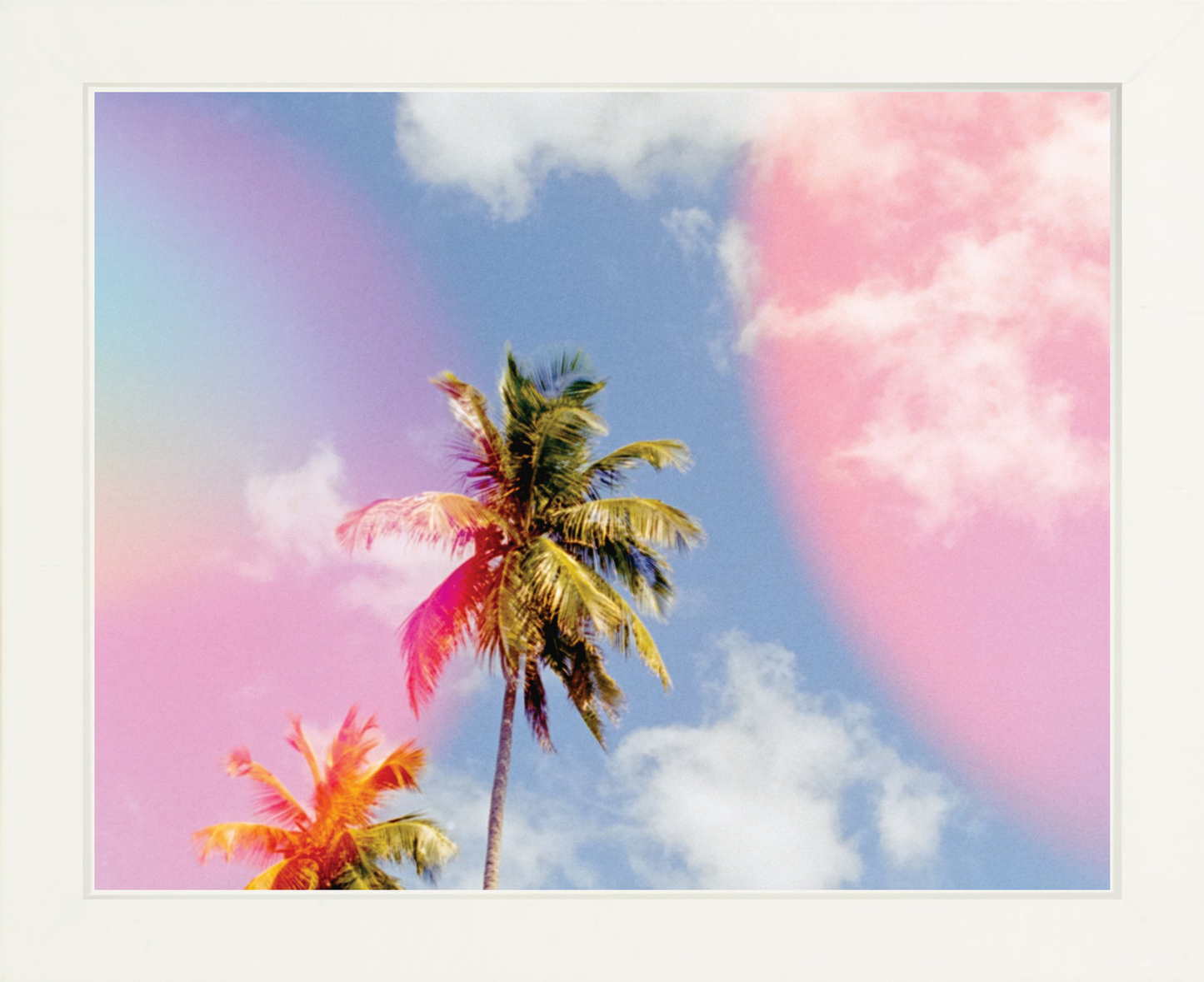 Bubblegum Palms