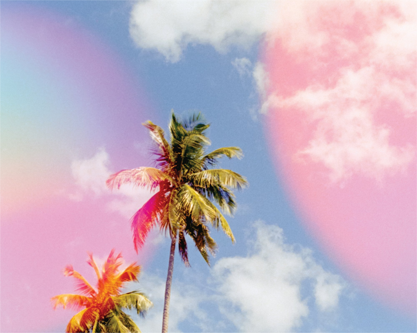 Bubblegum Palms