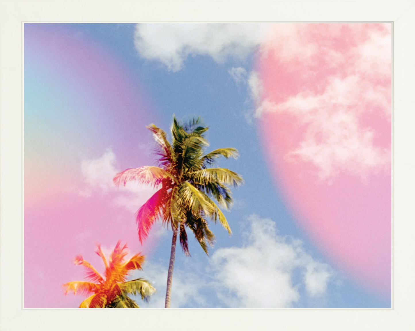 Bubblegum Palms