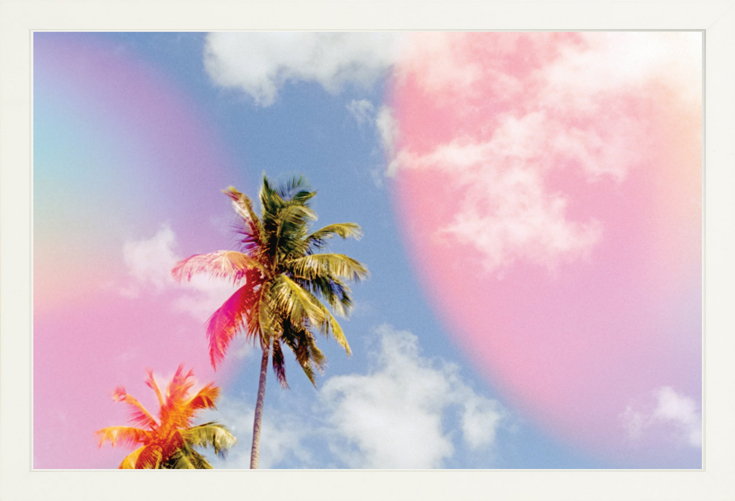 Bubblegum Palms