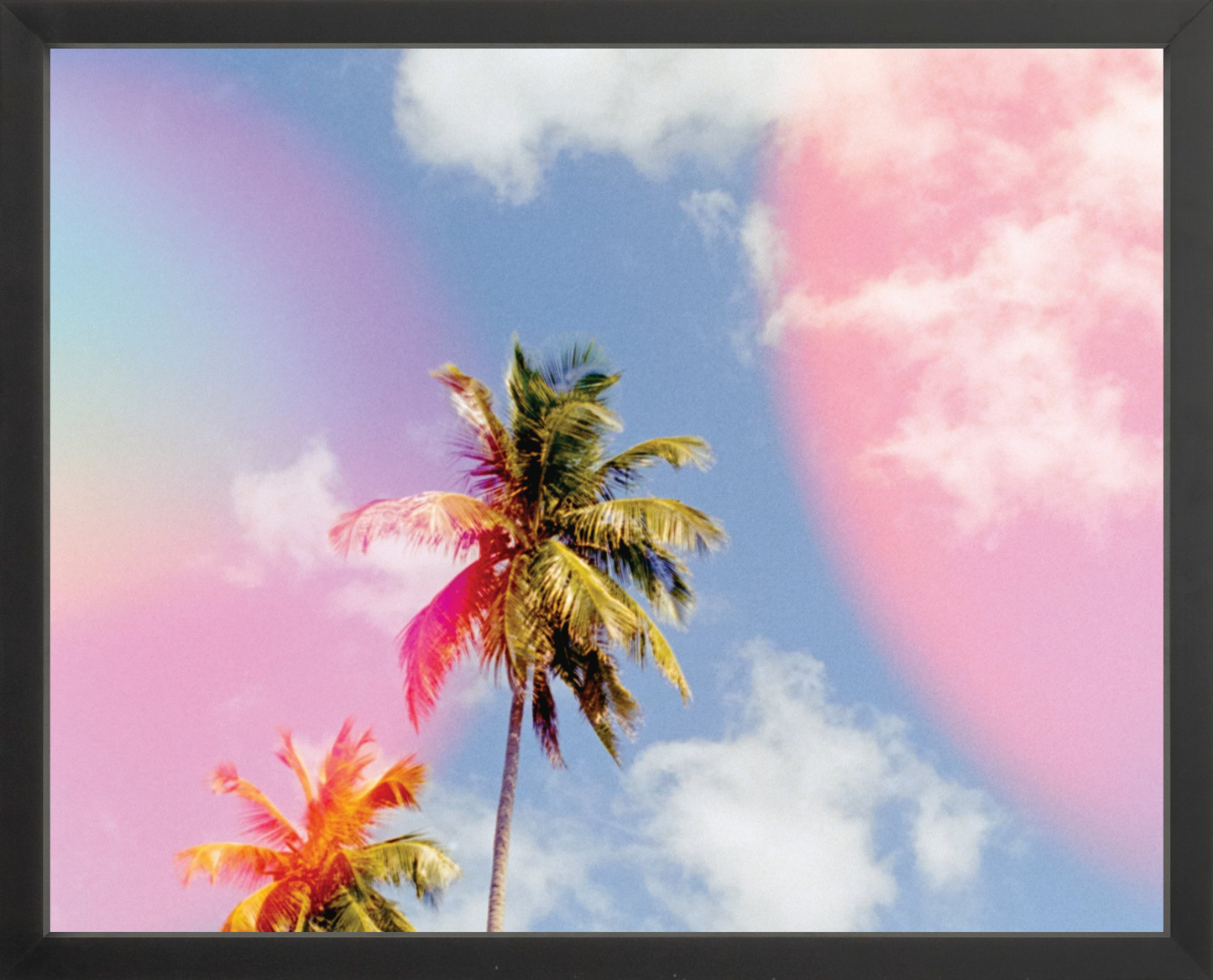 Bubblegum Palms