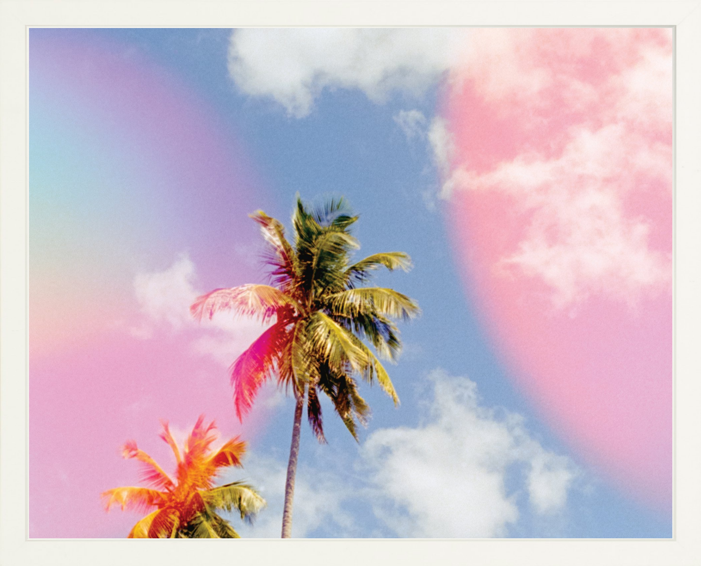 Bubblegum Palms