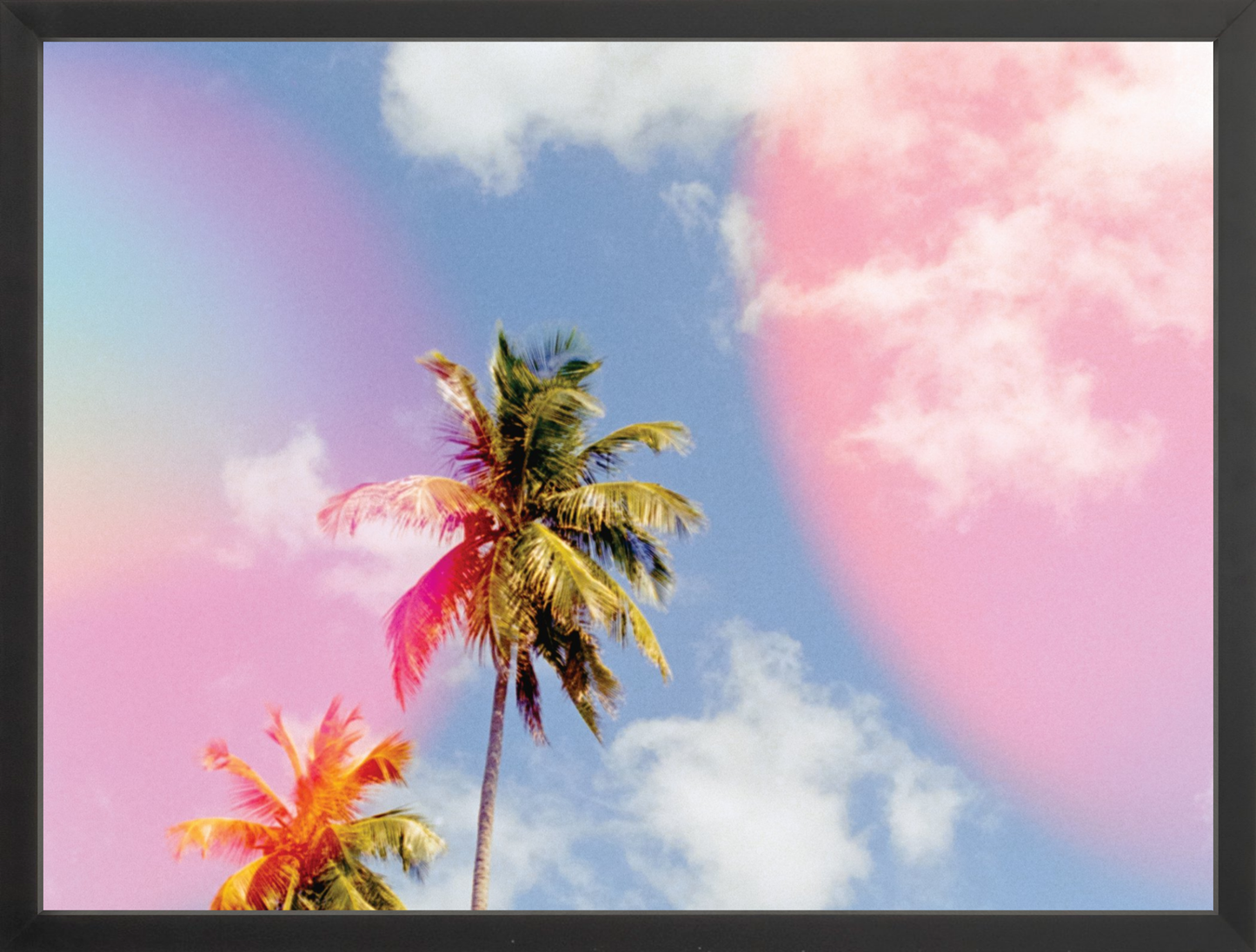 Bubblegum Palms