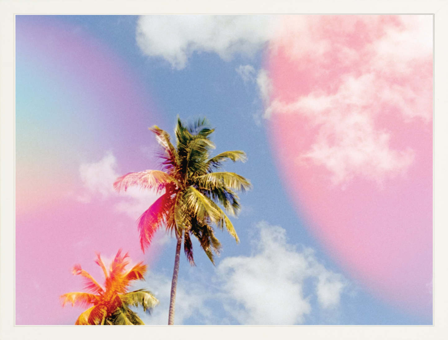 Bubblegum Palms