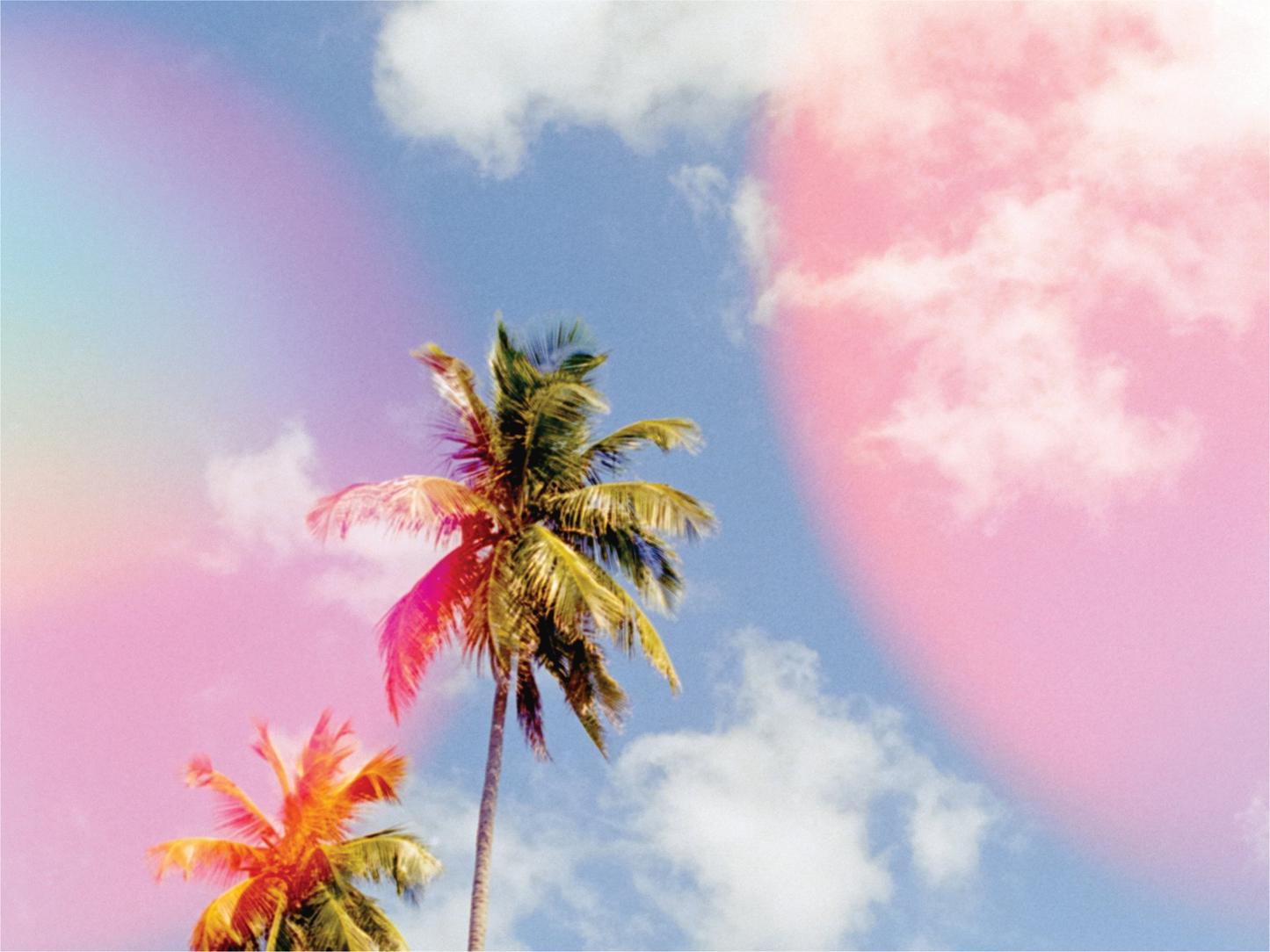 Bubblegum Palms