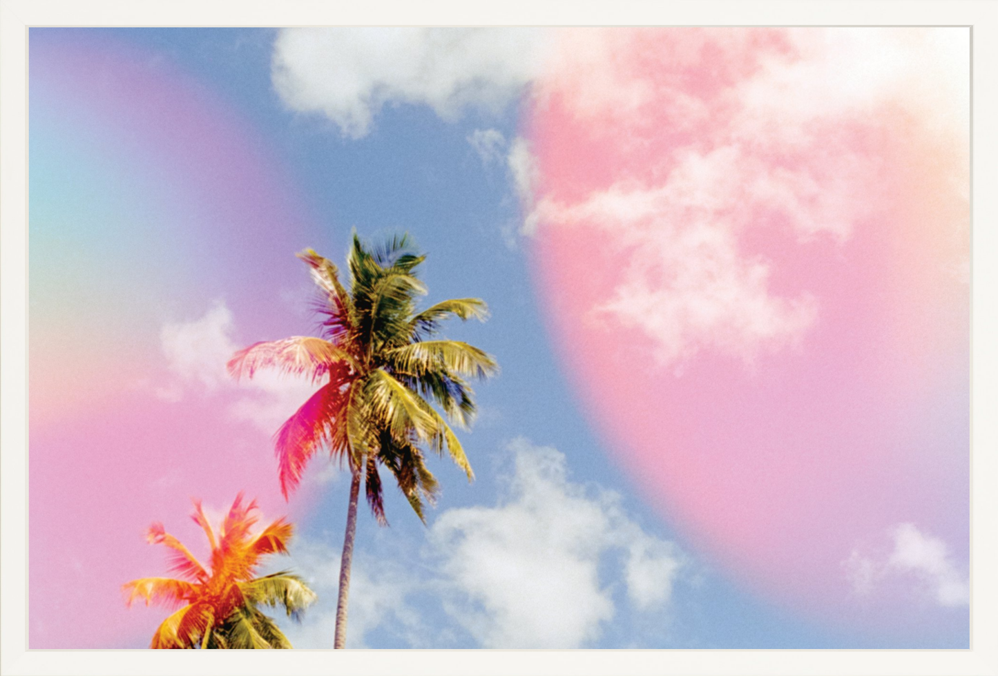 Bubblegum Palms