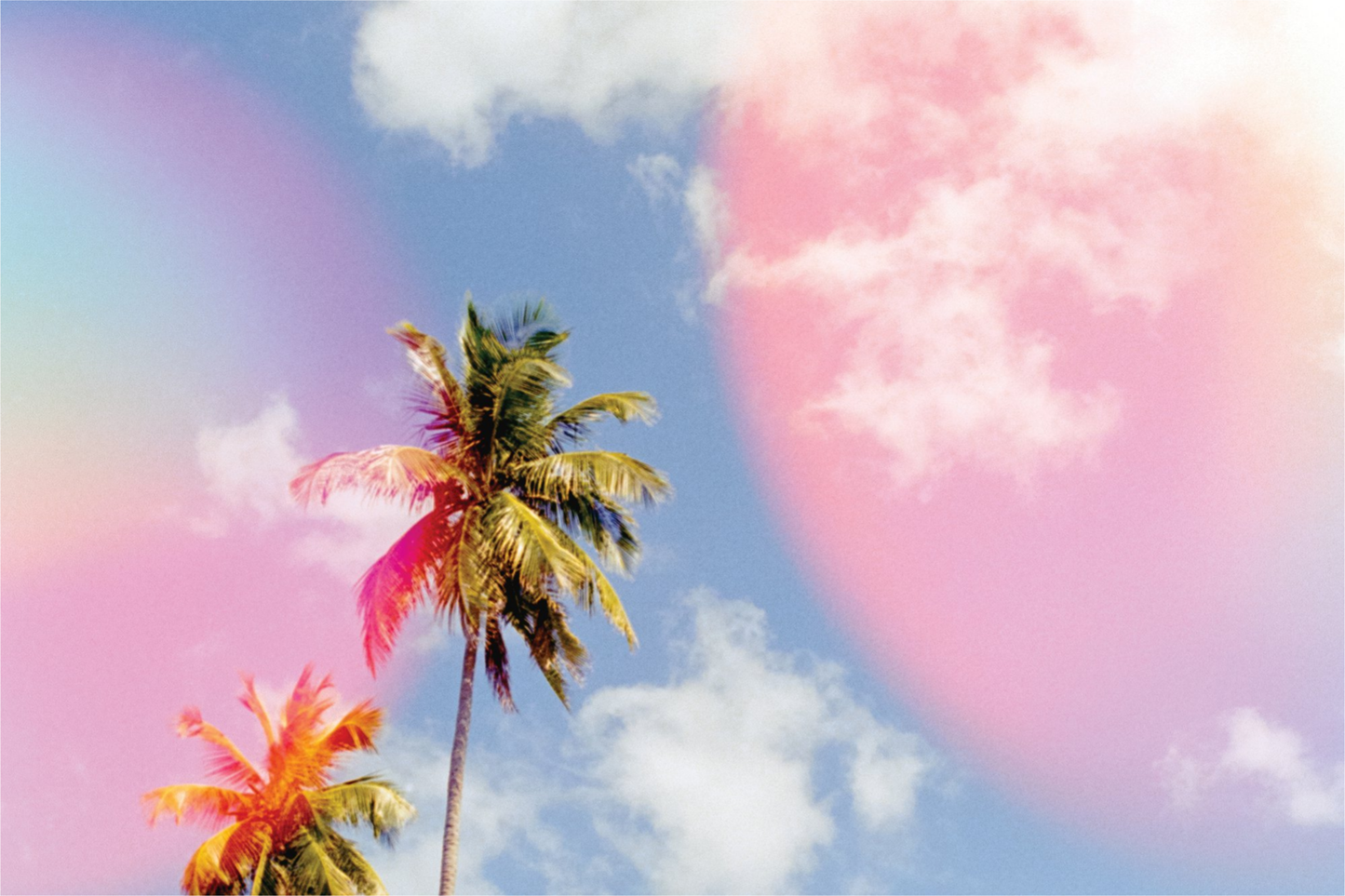 Bubblegum Palms