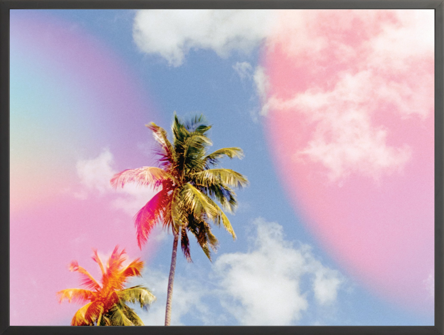 Bubblegum Palms