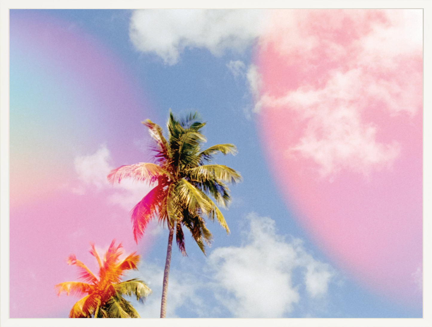 Bubblegum Palms