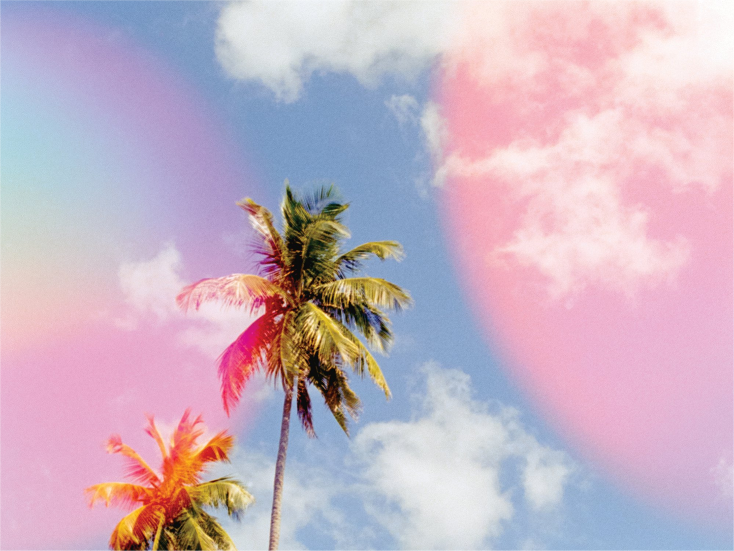 Bubblegum Palms