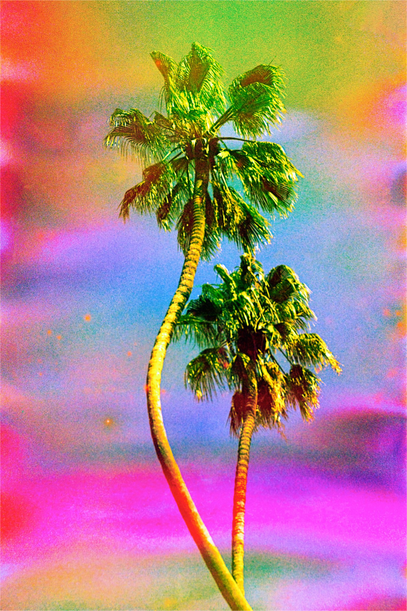 Dancing Palms