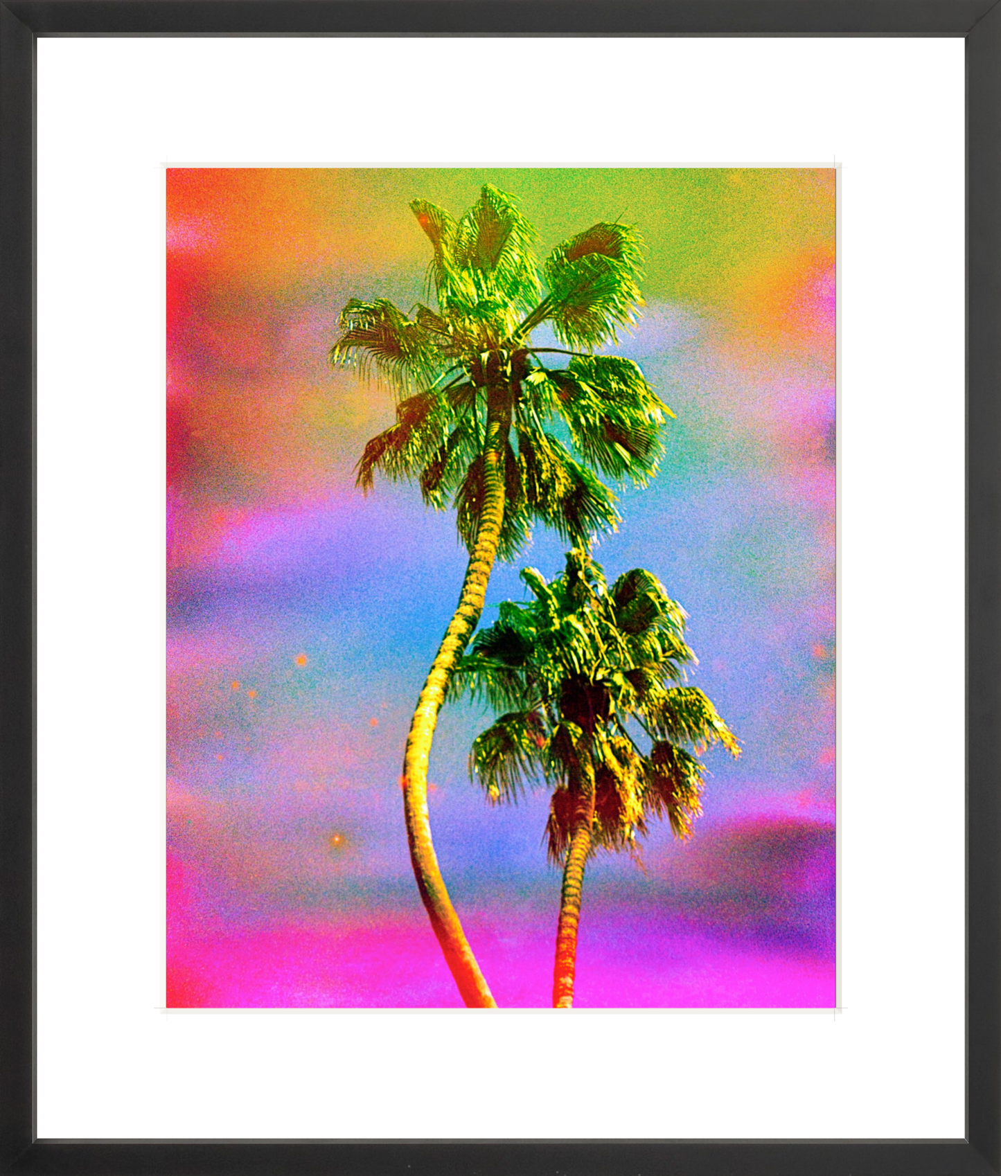 Dancing Palms