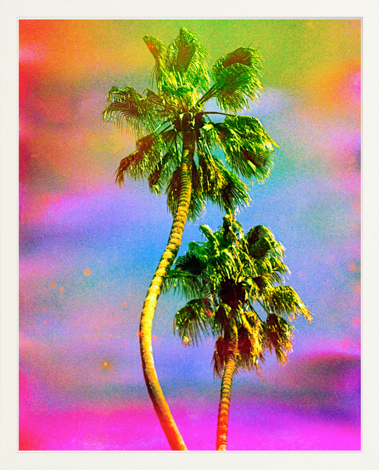 Dancing Palms