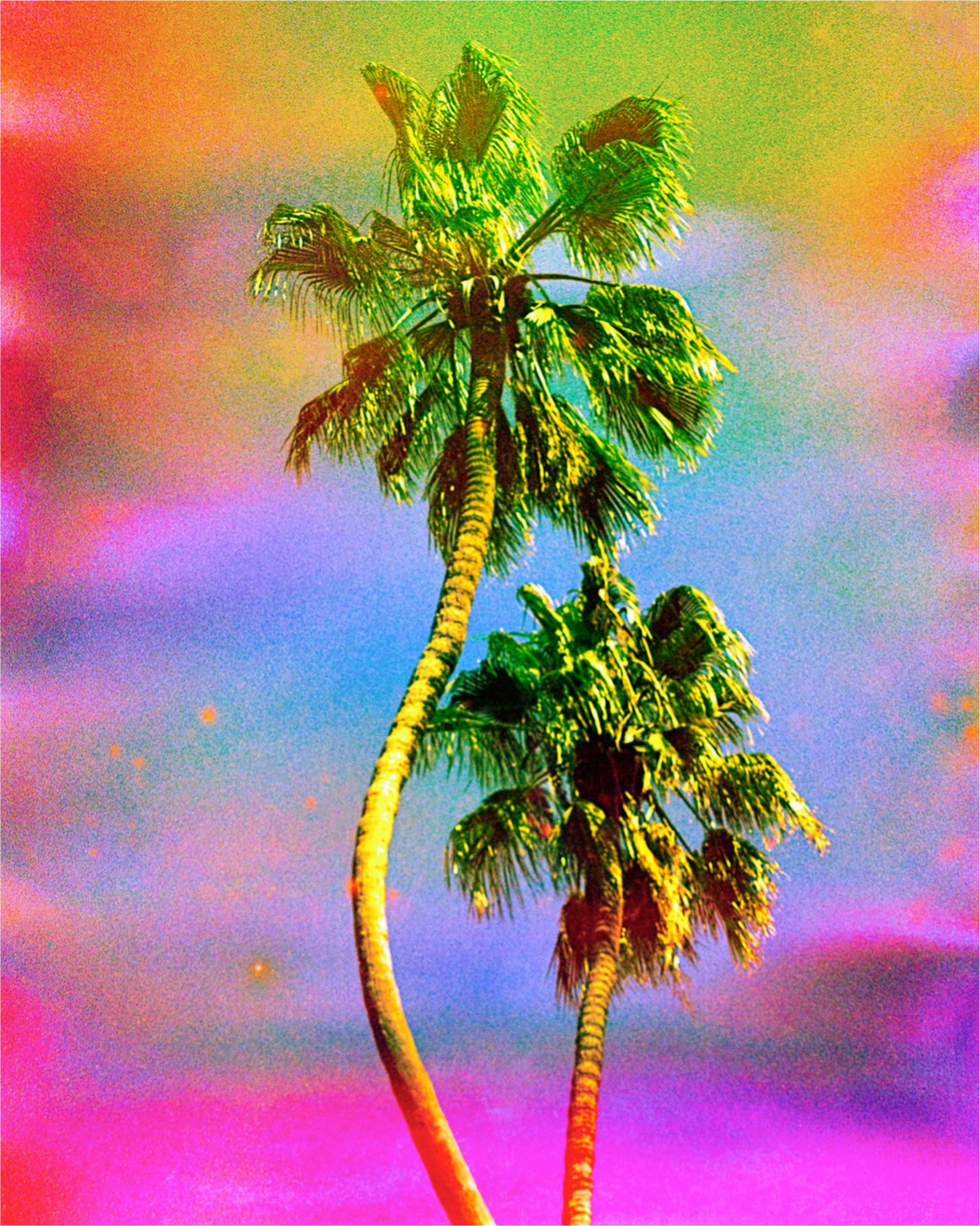 Dancing Palms