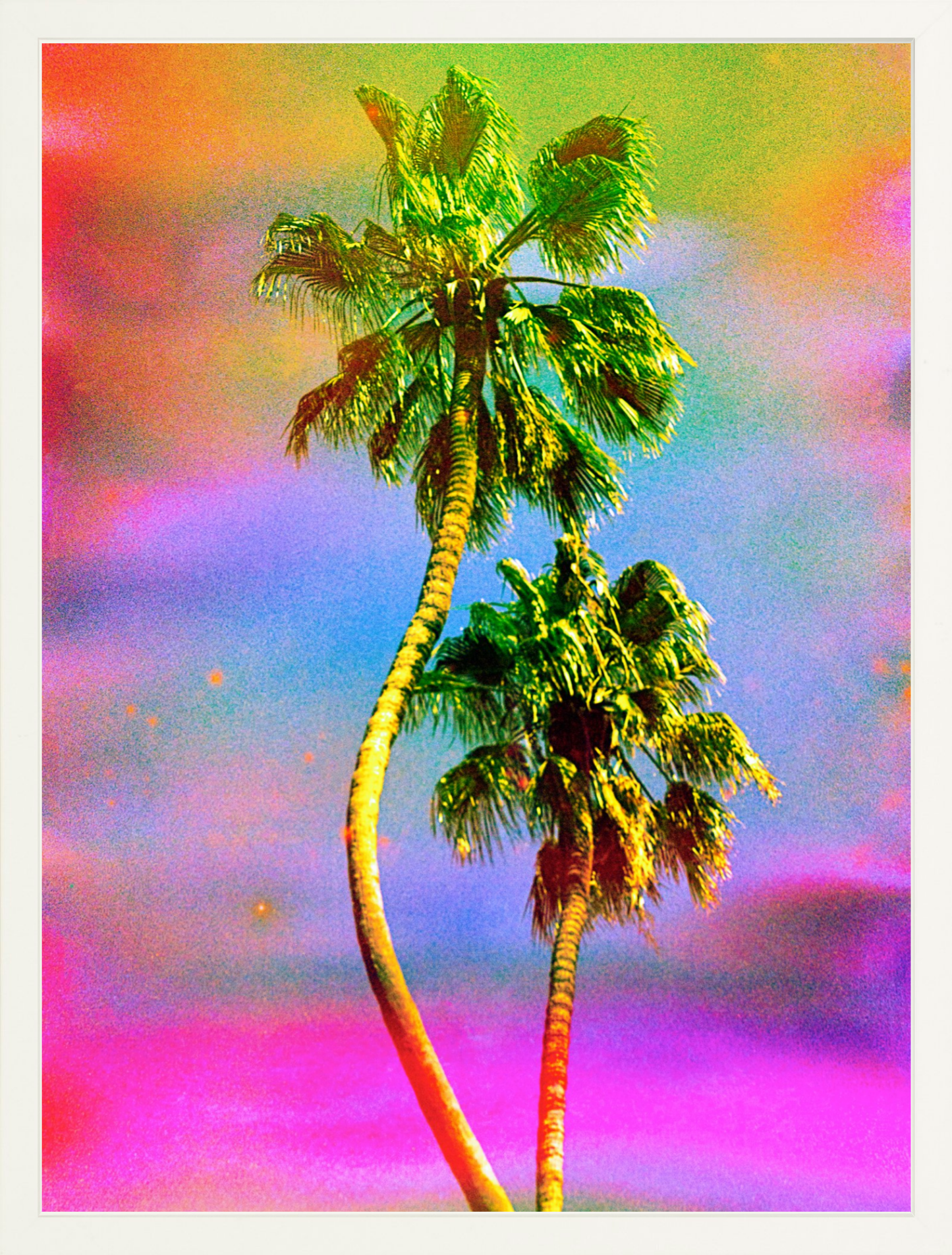 Dancing Palms