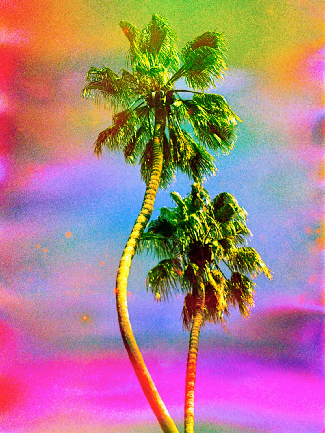 Dancing Palms