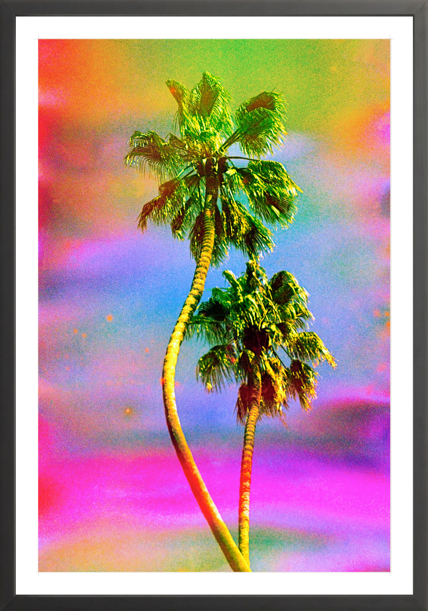 Dancing Palms