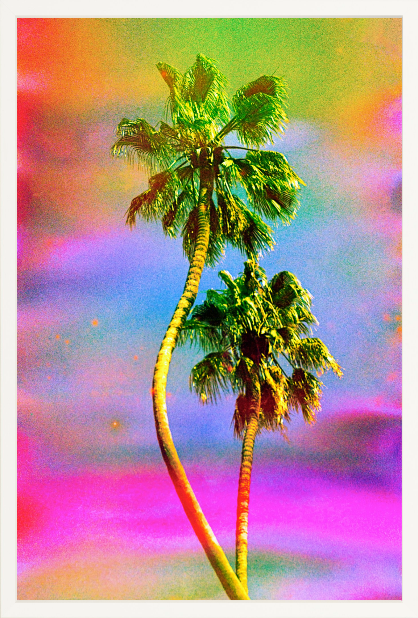 Dancing Palms