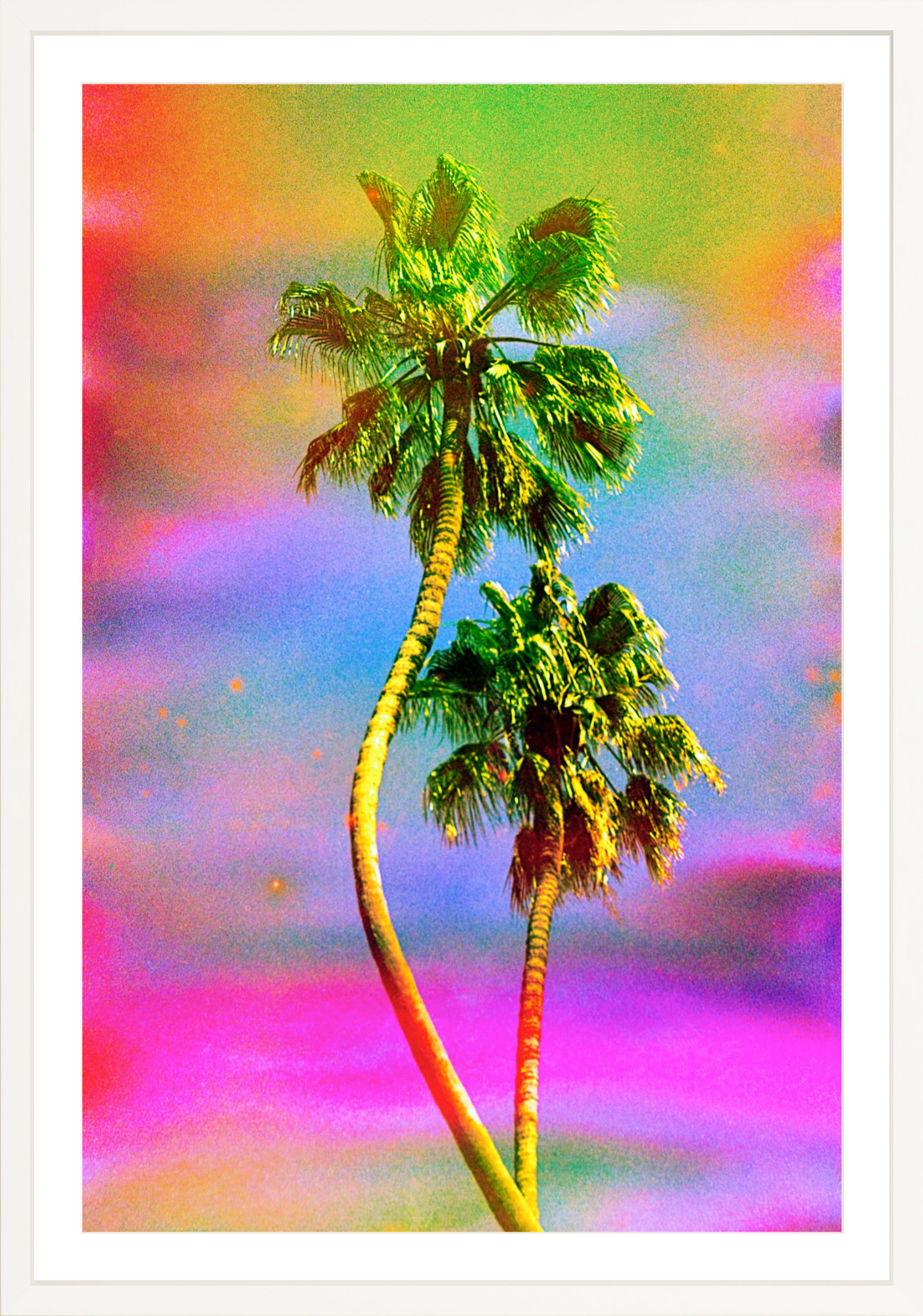 Dancing Palms