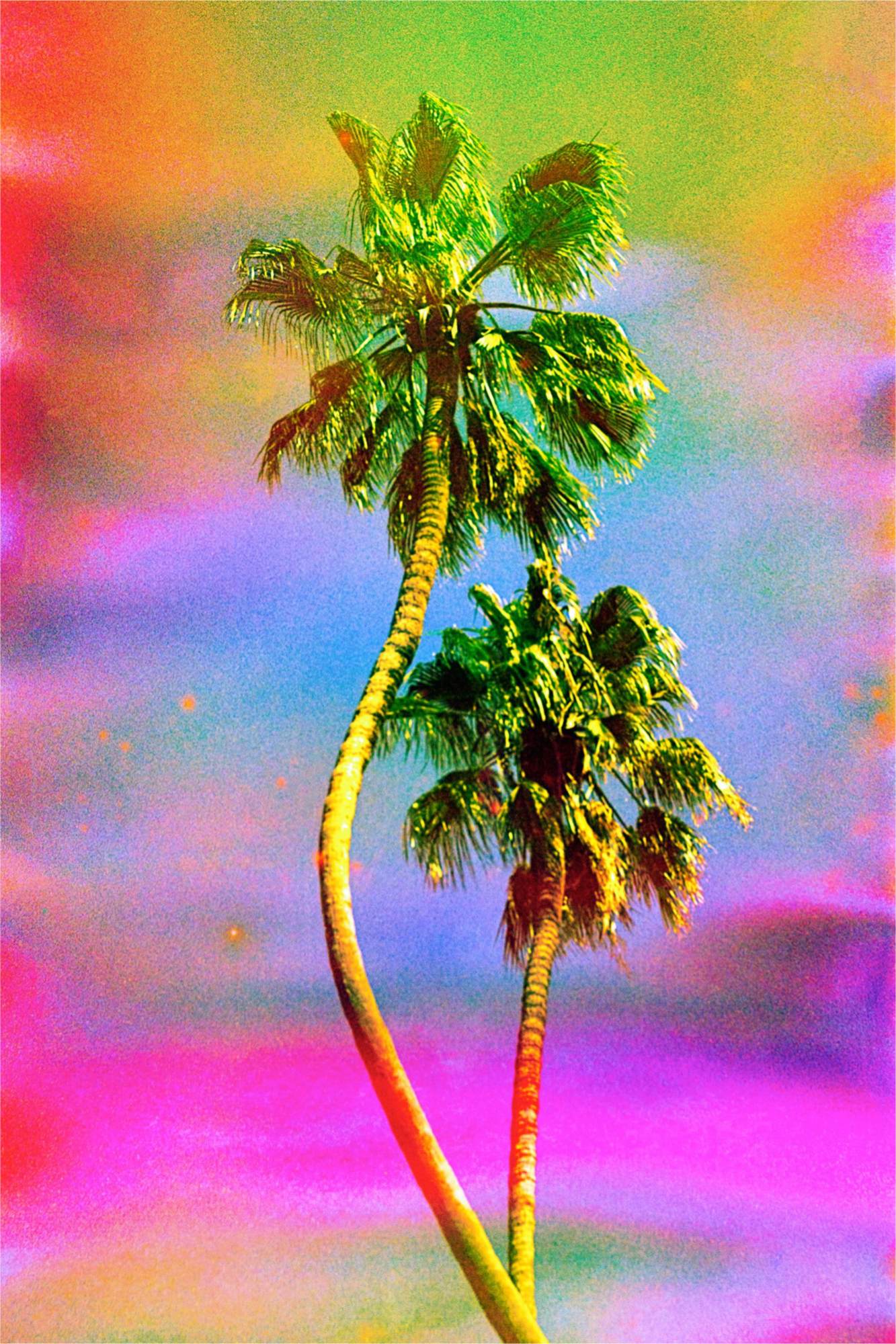 Dancing Palms