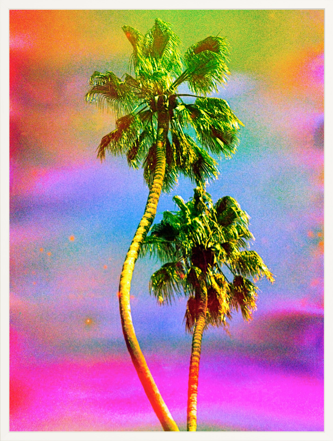 Dancing Palms