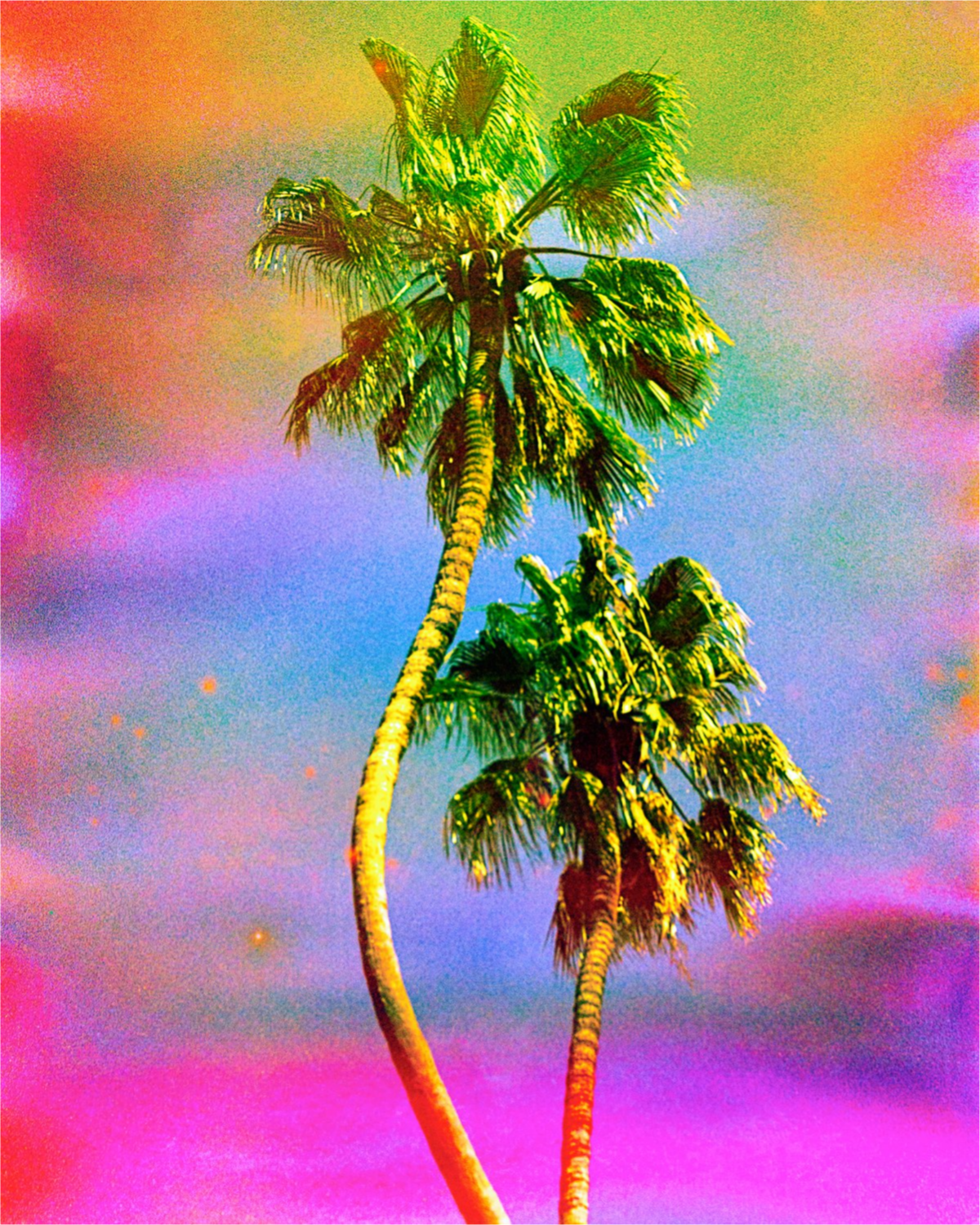 Dancing Palms