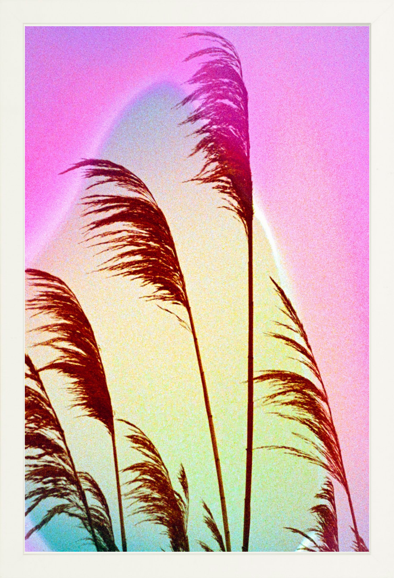 Feather Oats