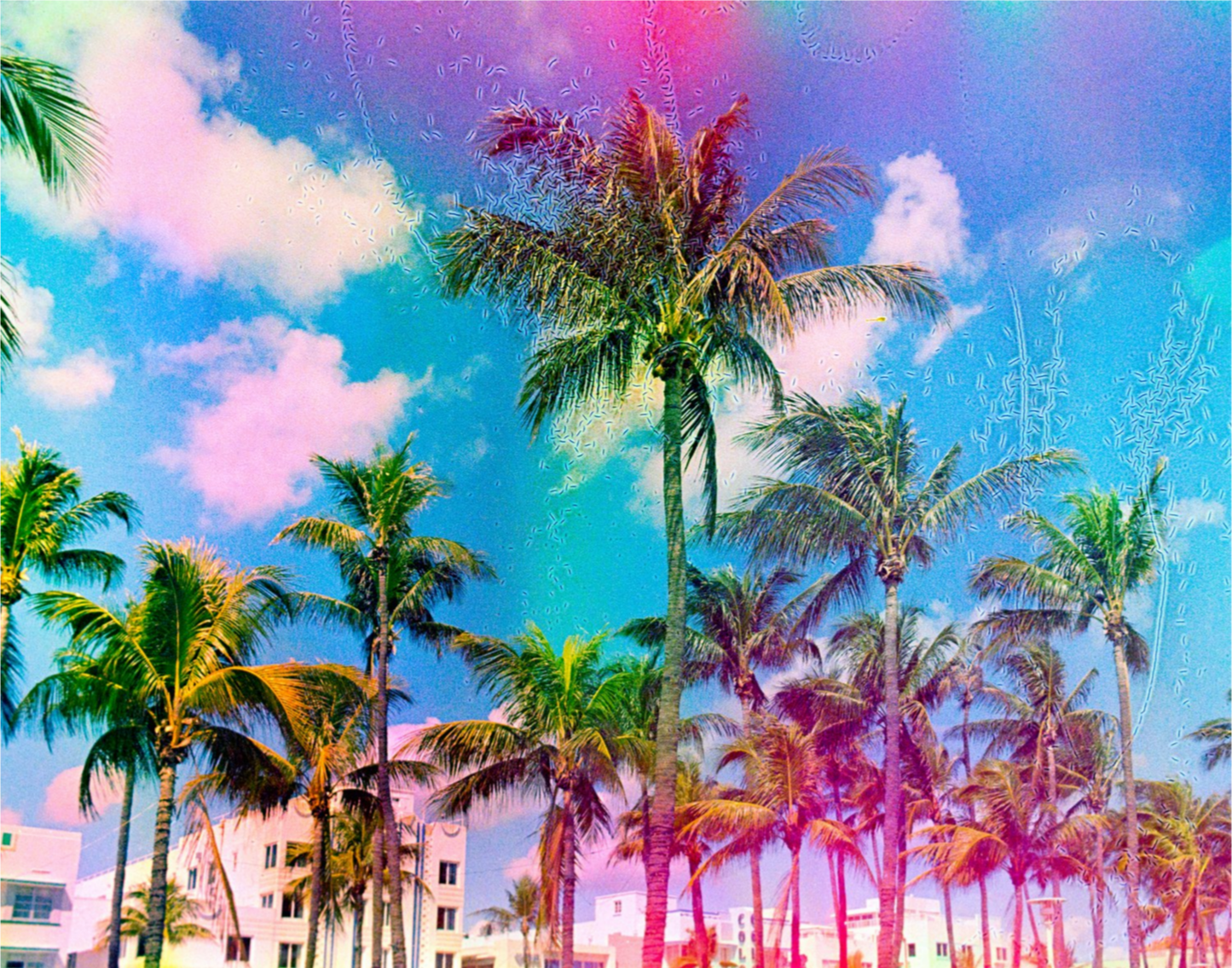 Ocean Drive Palms