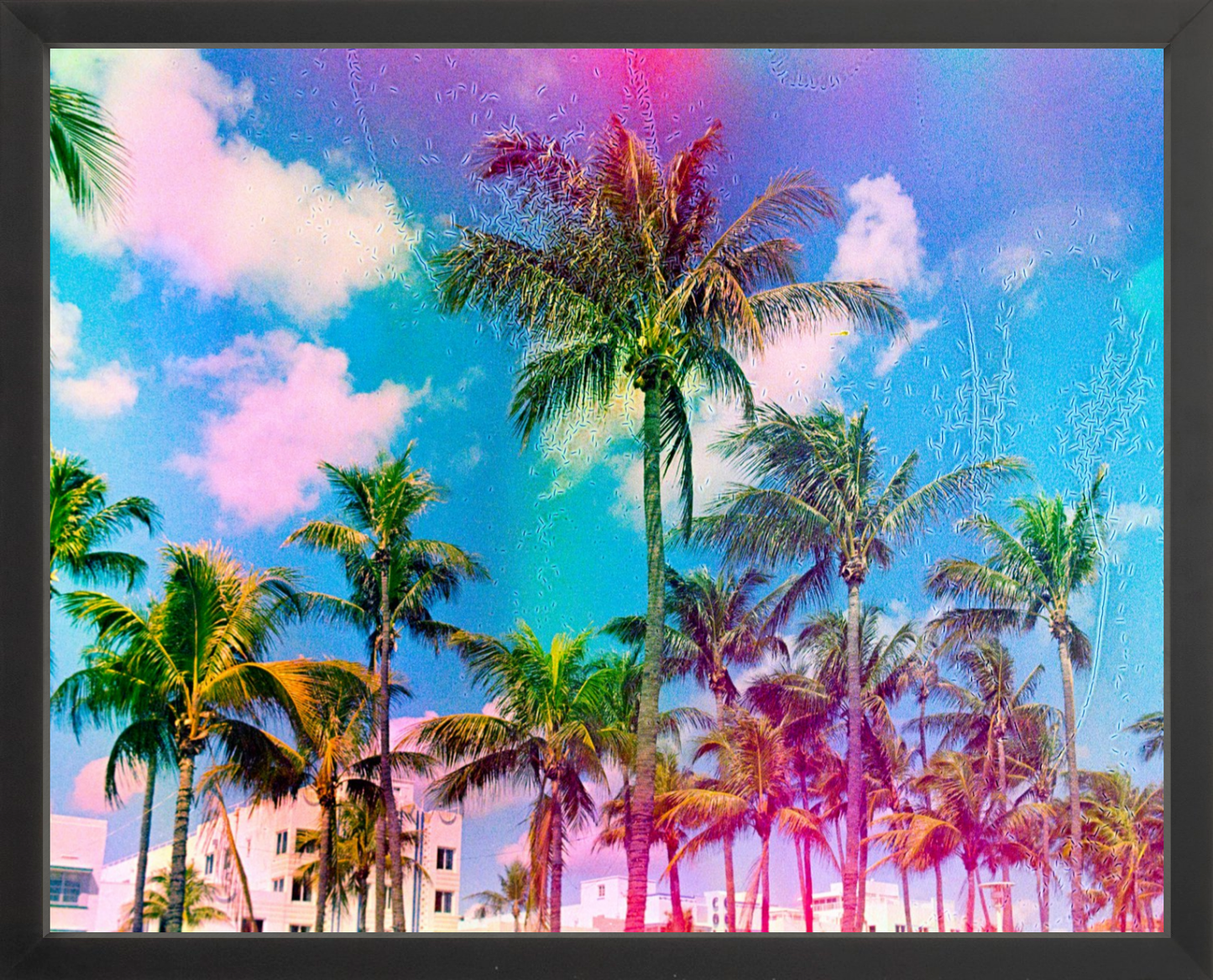 Ocean Drive Palms