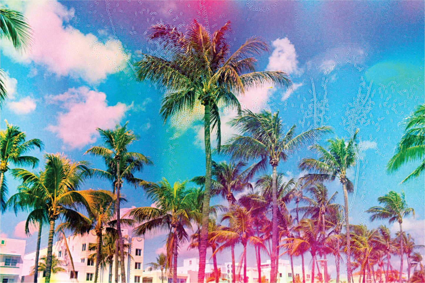 Ocean Drive Palms