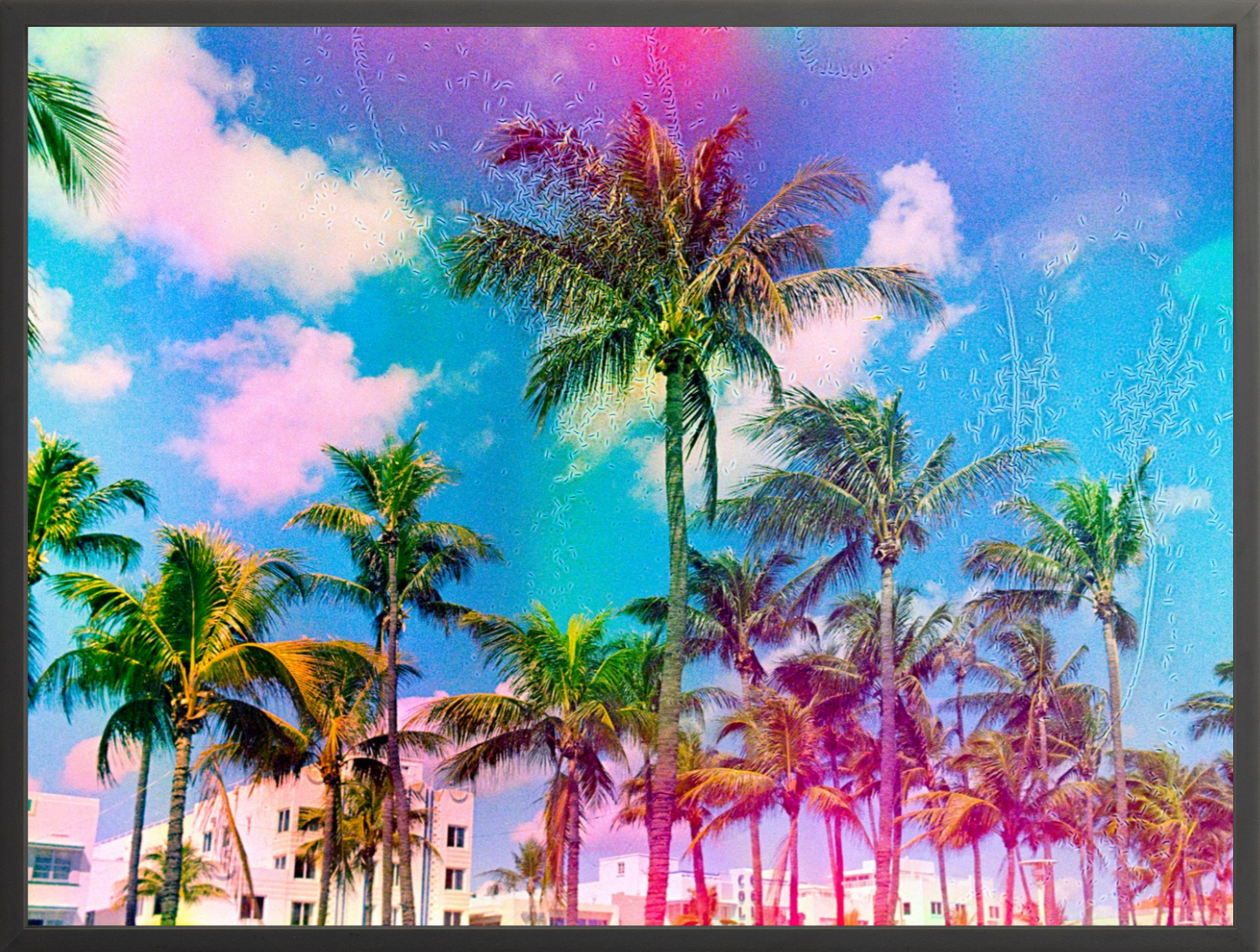 Ocean Drive Palms