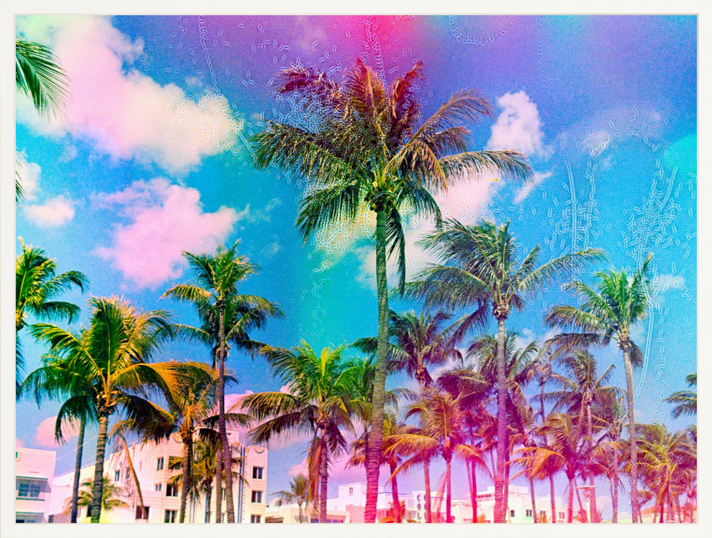 Ocean Drive Palms