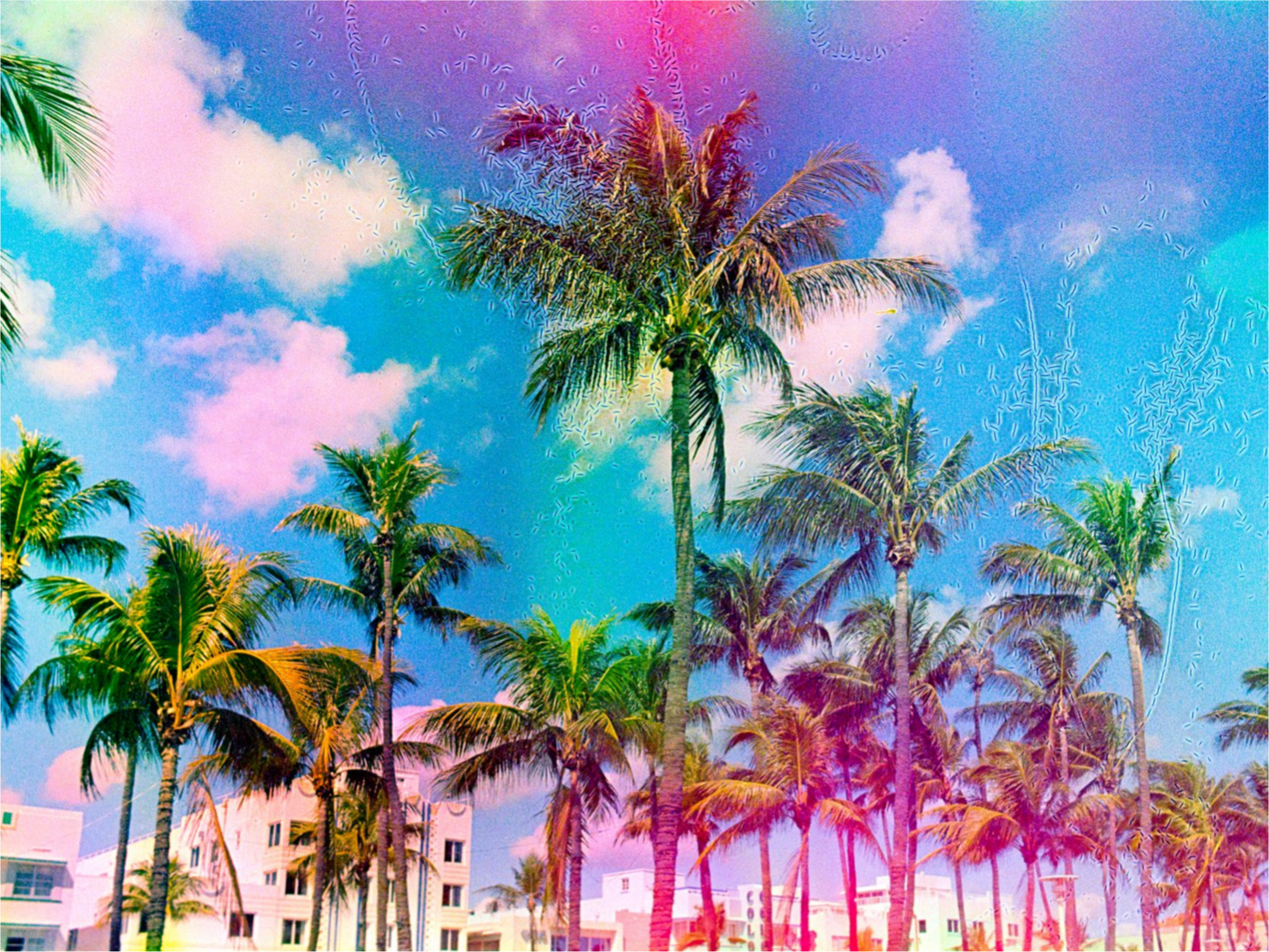 Ocean Drive Palms