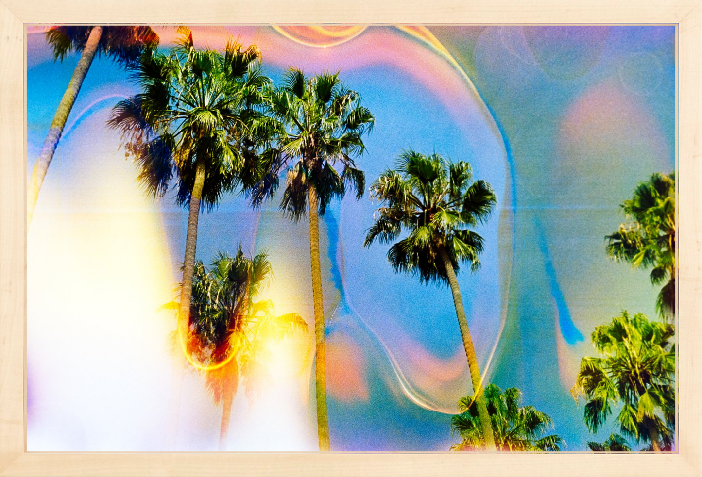 Palm Dreams