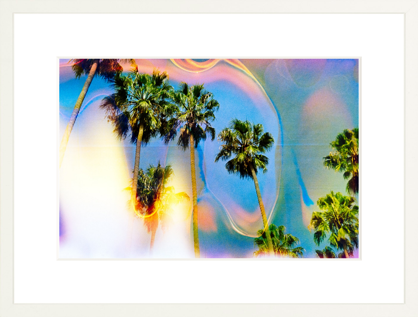 Palm Dreams