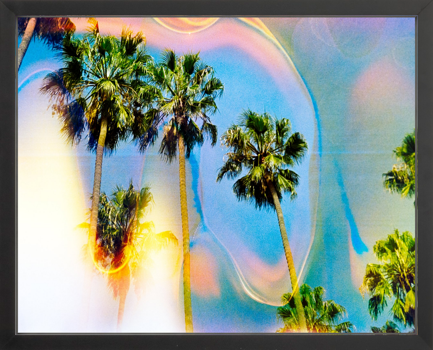 Palm Dreams