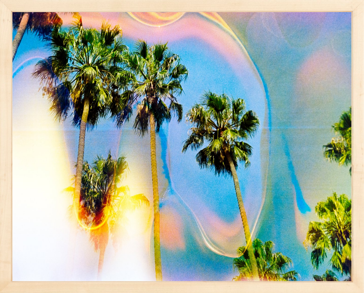 Palm Dreams