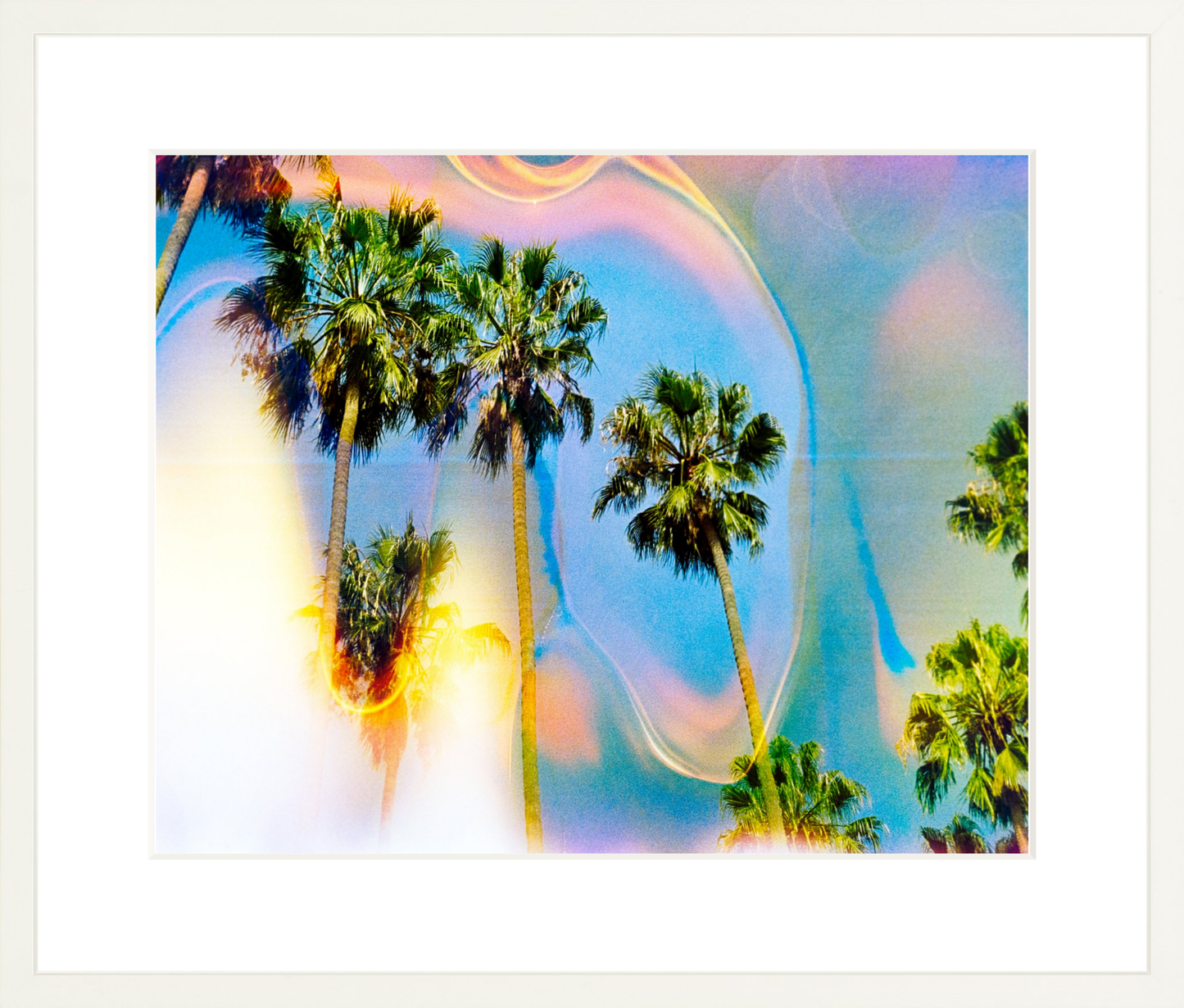 Palm Dreams