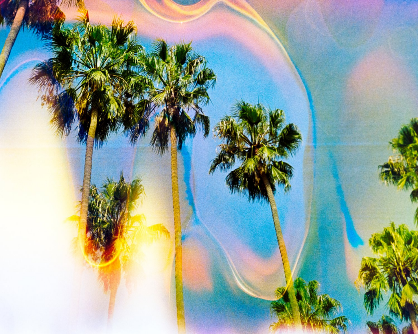 Palm Dreams