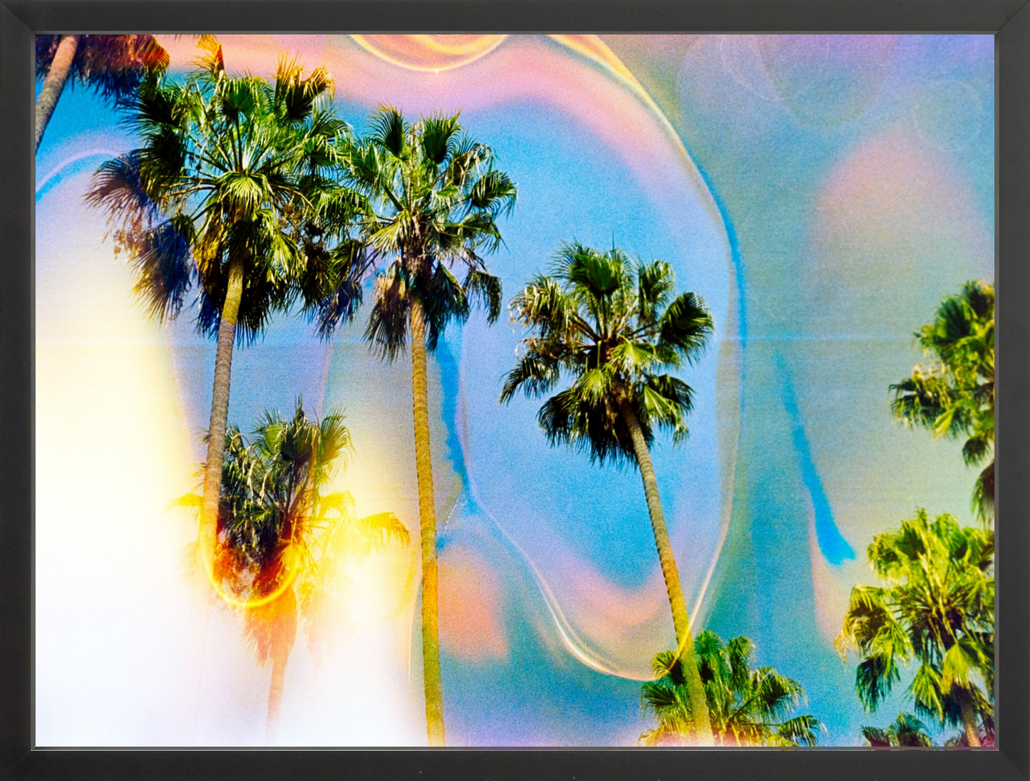 Palm Dreams