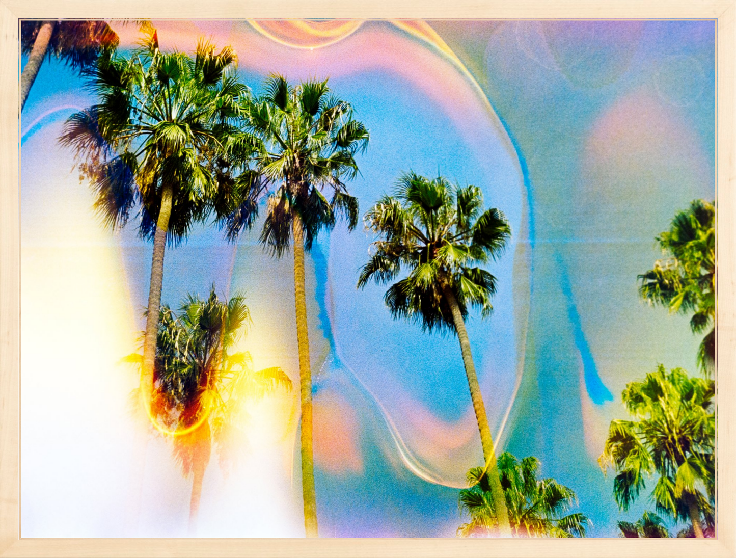 Palm Dreams