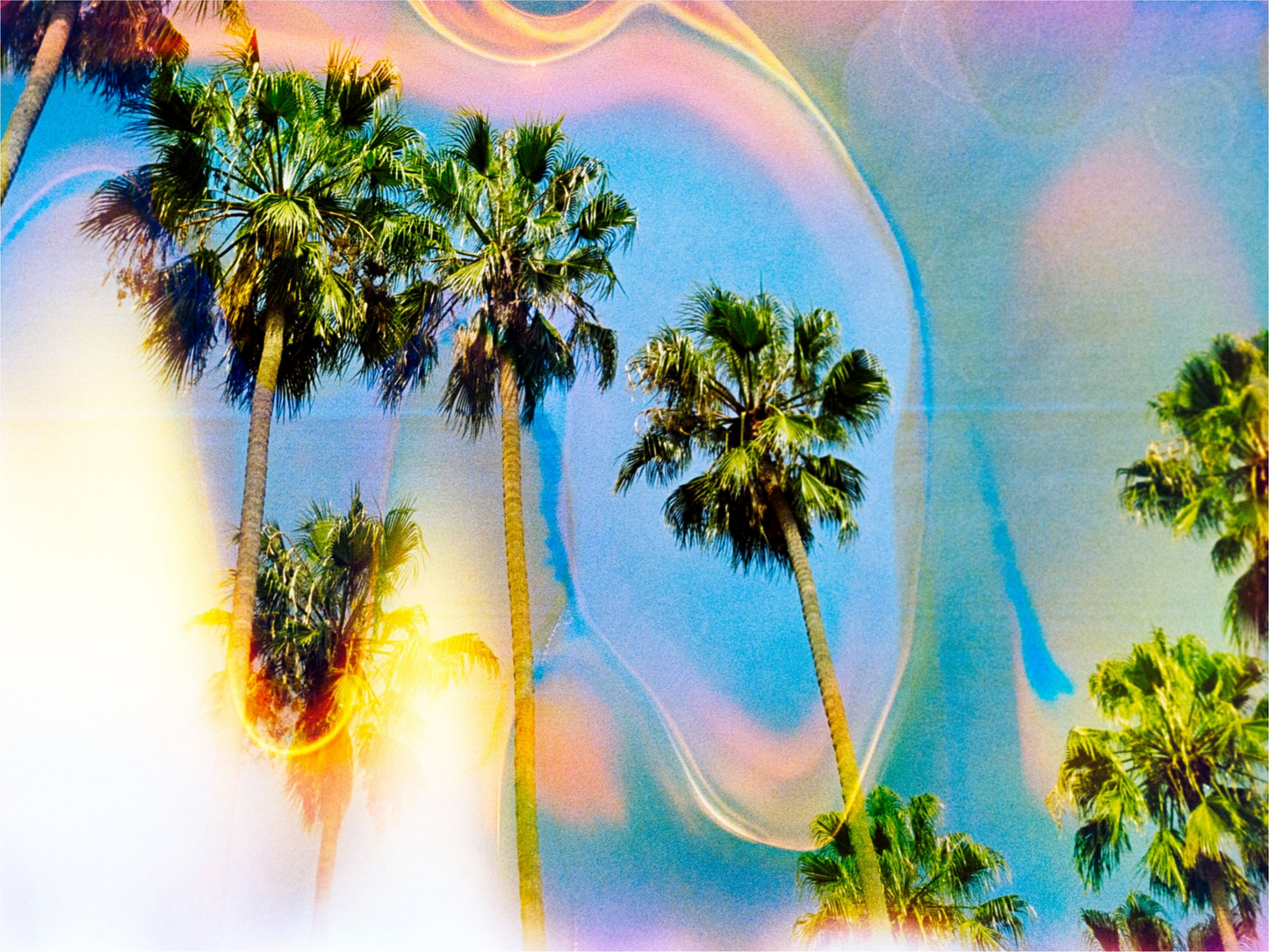 Palm Dreams